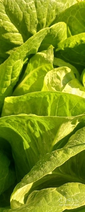 فروش کاهو ایرانی - رومانو