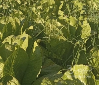 فروش کاهو ایرانی - رومانو