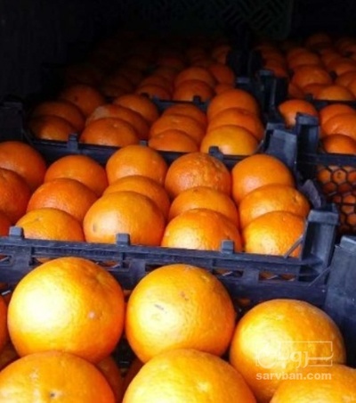 فروش پرتقال