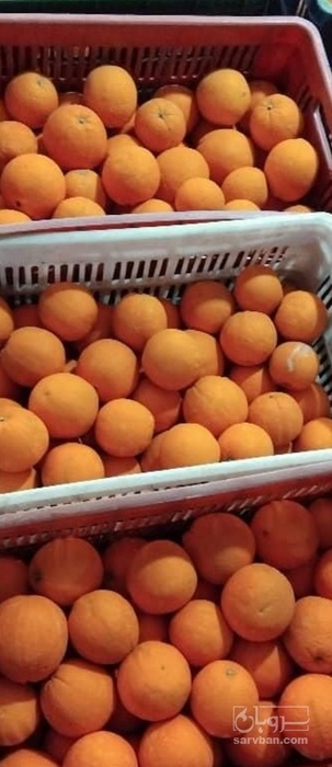 فروش پرتقال خونی