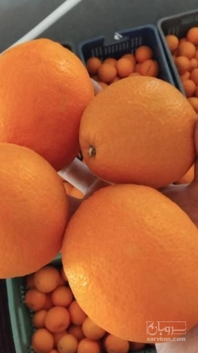 فروش پرتقال