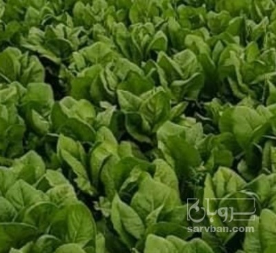 فروش کاهو ایرانی - رومانو