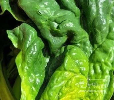 فروش اسفناج