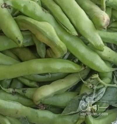 فروش باقلا تازه - باقالی - باقالا