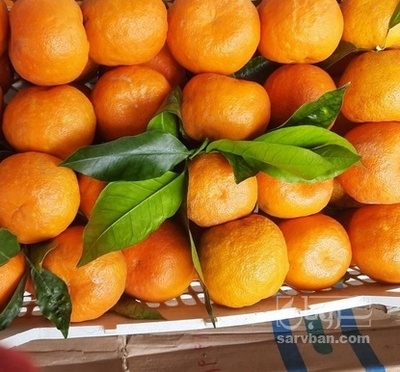 فروش نارنج | سروبان