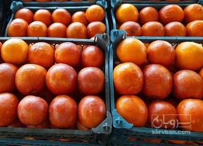 فروش پرتقال خونی