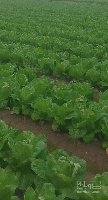 فروش کاهو ایرانی - رومانو