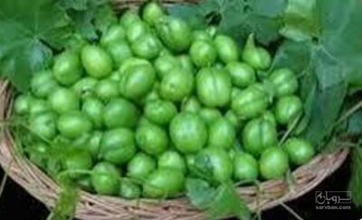 فروش گوجه سبز