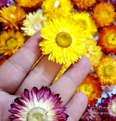 فروش مینا (گیاه‌ دارویی)