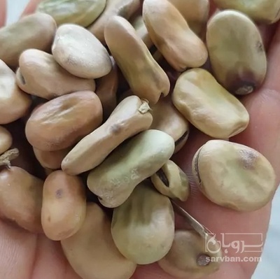 فروش باقلا تازه - باقالی - باقالا