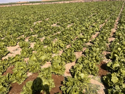 فروش کاهو ایسبرگ - آیسبرگ