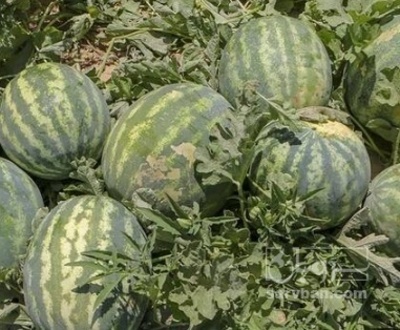 فروش هندوانه