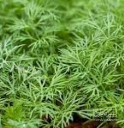 فروش شوید تازه