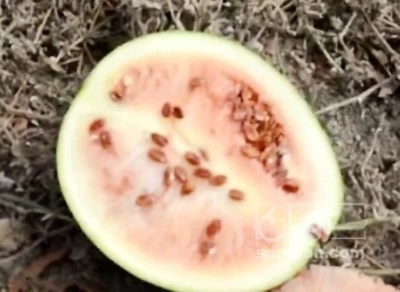 فروش هندوانه