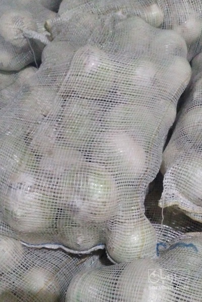 فروش پیاز سفید