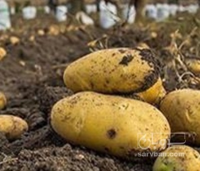 فروش سیب زمینی