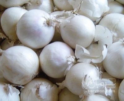 فروش پیاز سفید