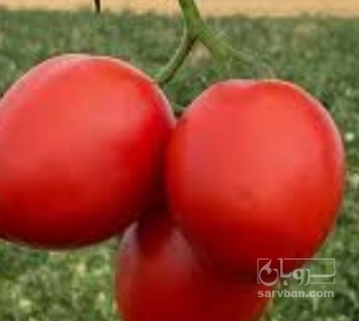 فروش گوجه فرنگی