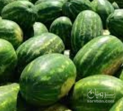 فروش هندوانه بیضی
