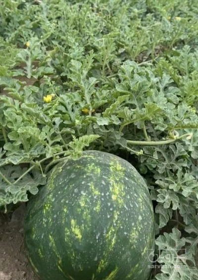 فروش هندوانه