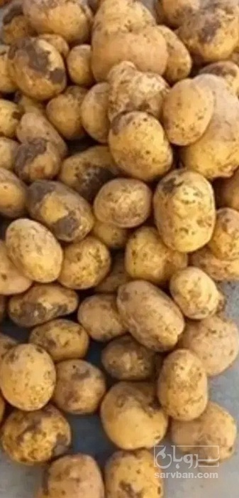 فروش سیب زمینی کلمبا