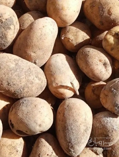 فروش سیب زمینی سیفرا