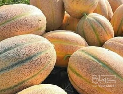 فروش طالبی جانا