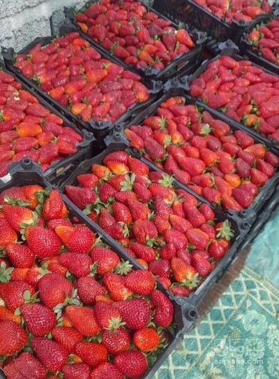 فروش توت فرنگی
