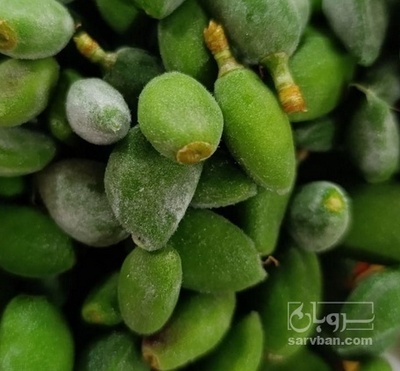 فروش چغاله بادام