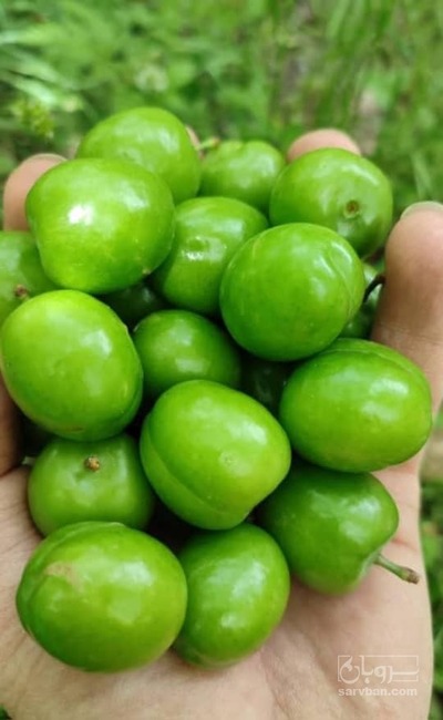 فروش گوجه سبز | سروبان