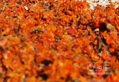 فروش  تفاله گوجه فرنگی سالم