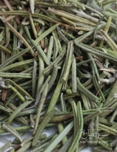 فروش رزماری (گیاه‌ دارویی)