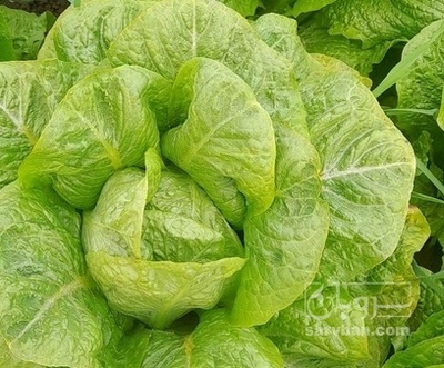 فروش کاهو ایرانی - رومانو