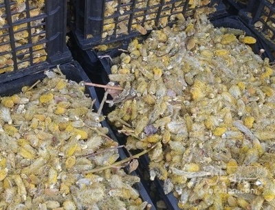 فروش بیدمشک (گیاه‌ دارویی)