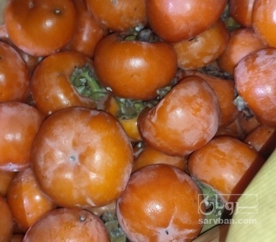 فروش خرمالو