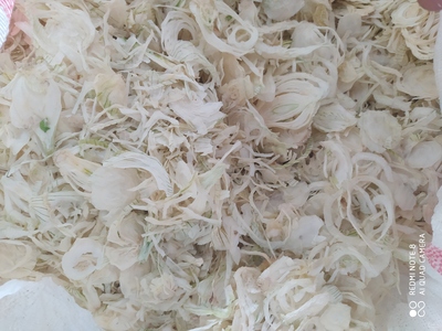 فروش پیاز خشک (گیاه‌ دارویی)