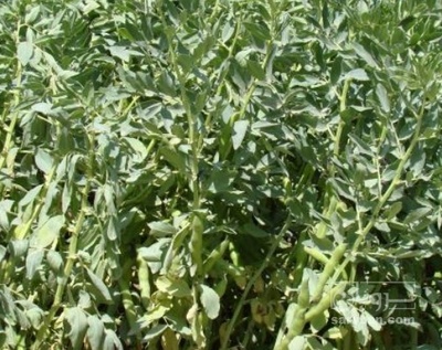 فروش باقلا تازه - باقالی - باقالا