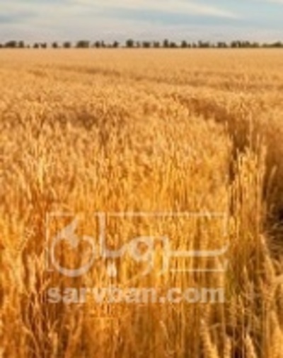 فروش گندم