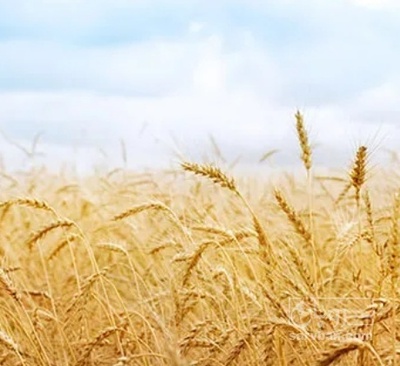 فروش گندم