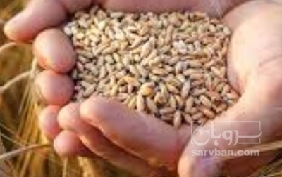 فروش گندم