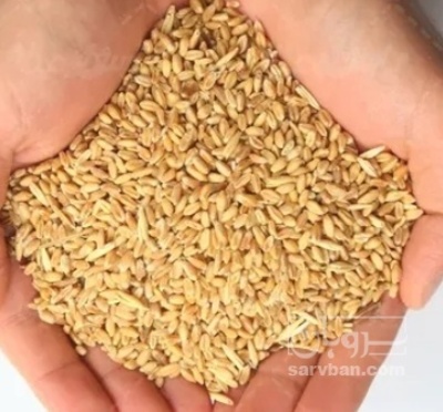 فروش گندم