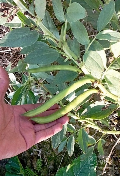 فروش باقلا تازه - باقالی - باقالا هکتاری