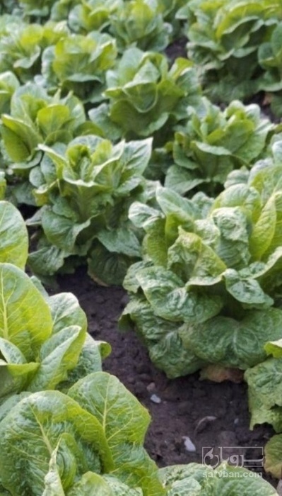 فروش کاهو ایرانی - رومانو