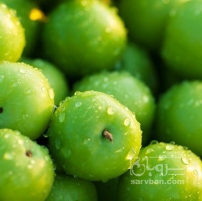 فروش گوجه سبز