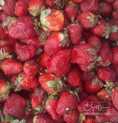 فروش توت فرنگی