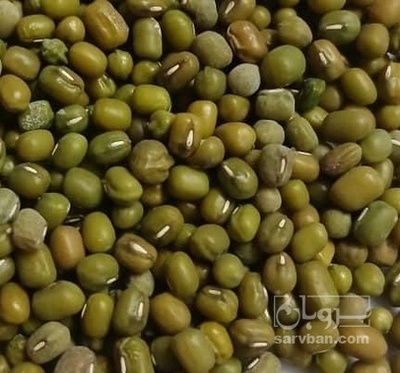 فروش ماش | سروبان