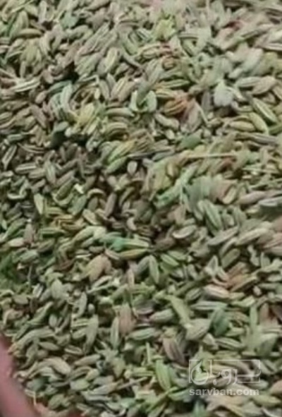 فروش رازیانه (گیاه‌ دارویی)