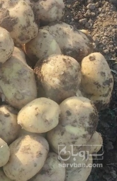 فروش سیب زمینی بذری رانومی