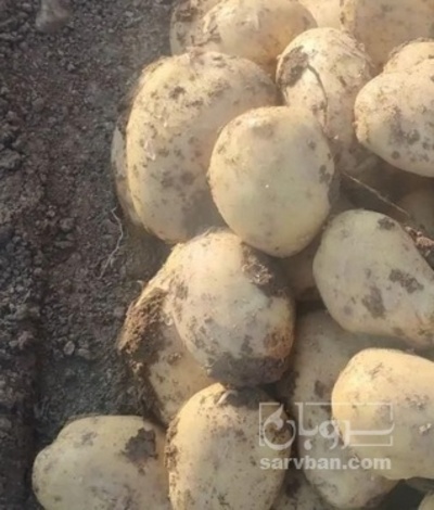 فروش سیب زمینی بذری کارلیا