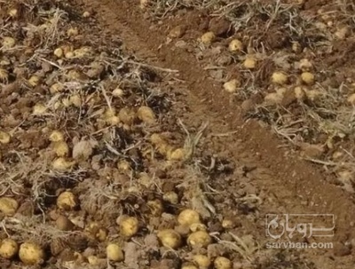 فروش سیب زمینی بذری جلی